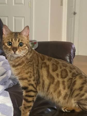 Father Bengal cat - purebred Bengal