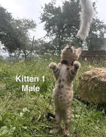 Bengal kitten available for adoption - photo 3