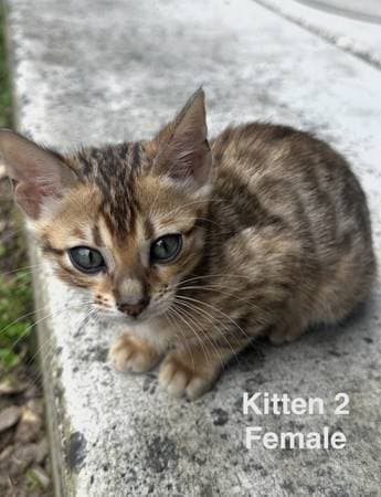 Bengal kitten looking for a home - photo 1